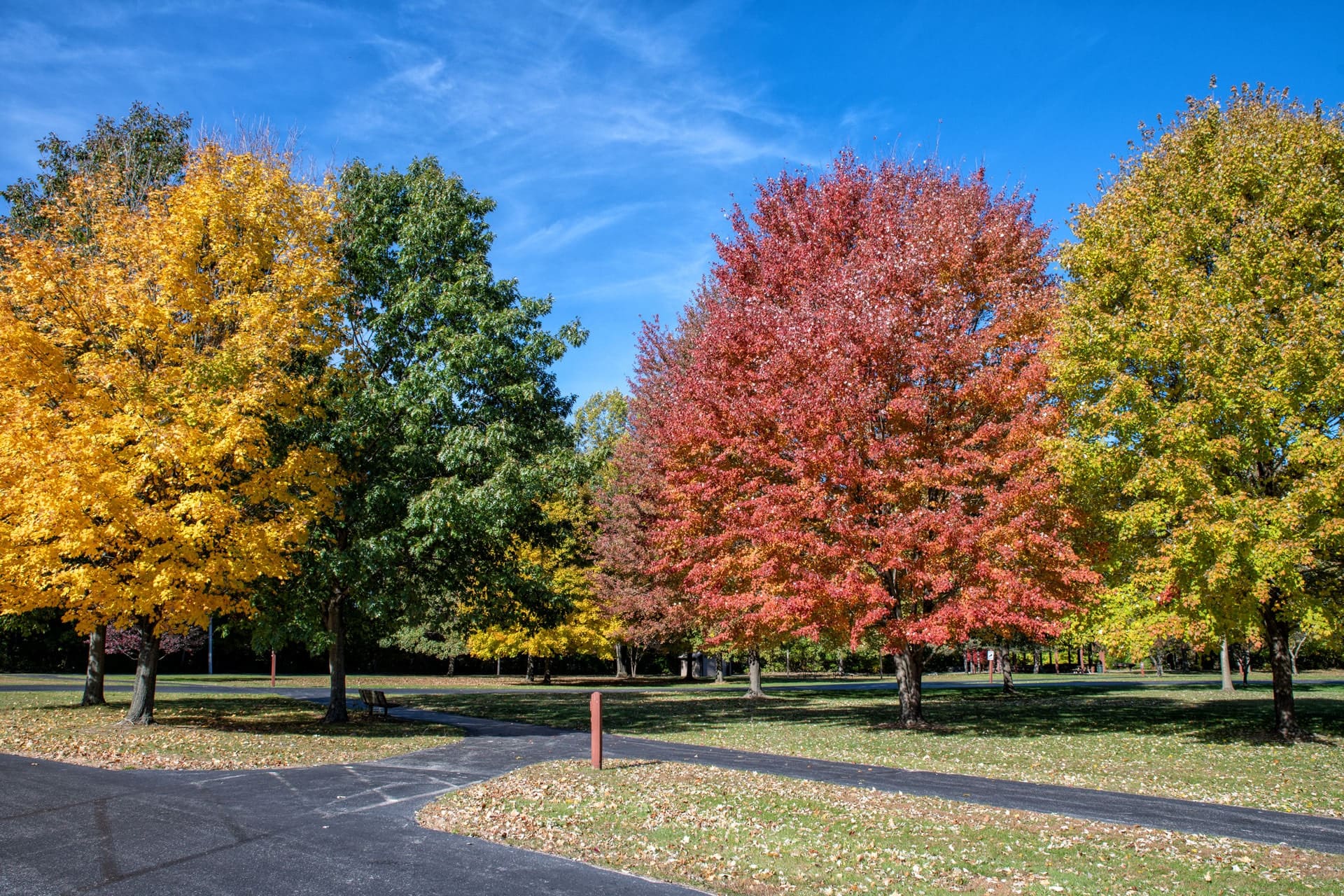 trees during fall