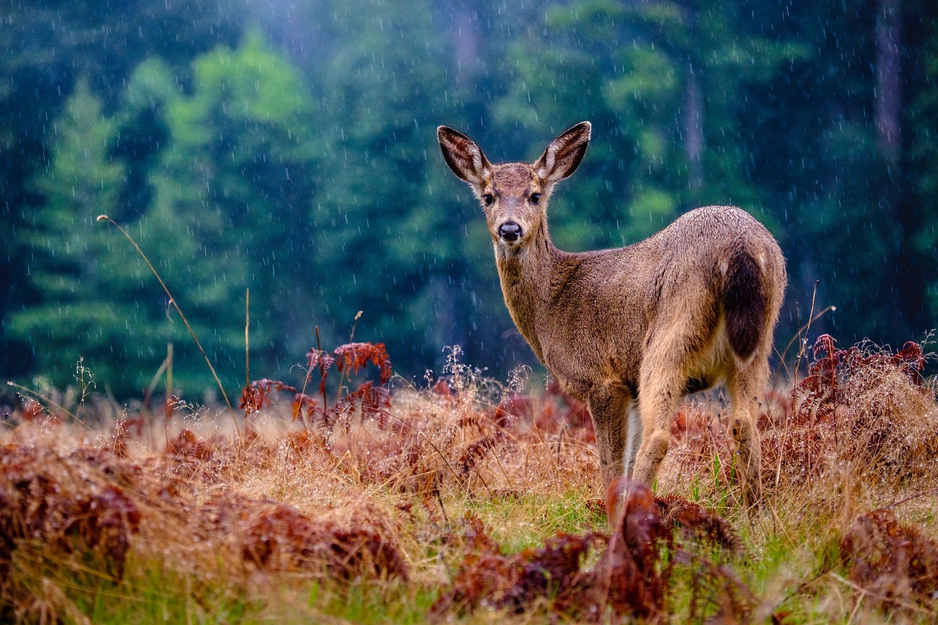 deer in field