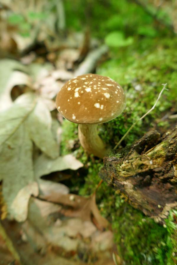 mushroom in woods
